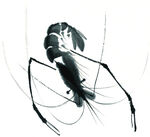 虾