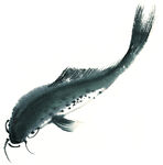 鱼