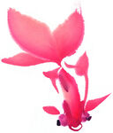鱼