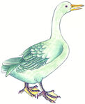 鸭子