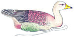 鸭子