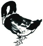 鸭子