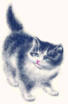 猫