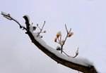 雪映玉兰