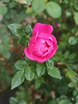 山茶花