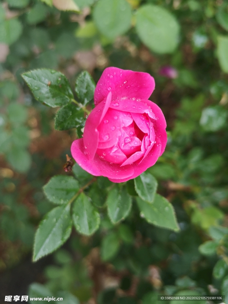 山茶花