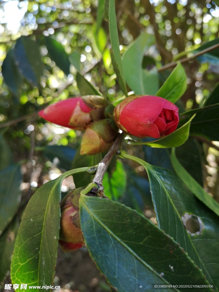 山茶花 