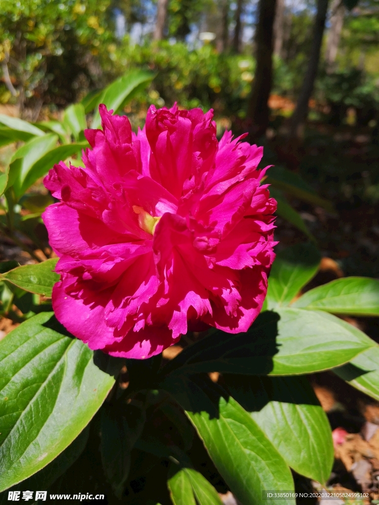 山茶花