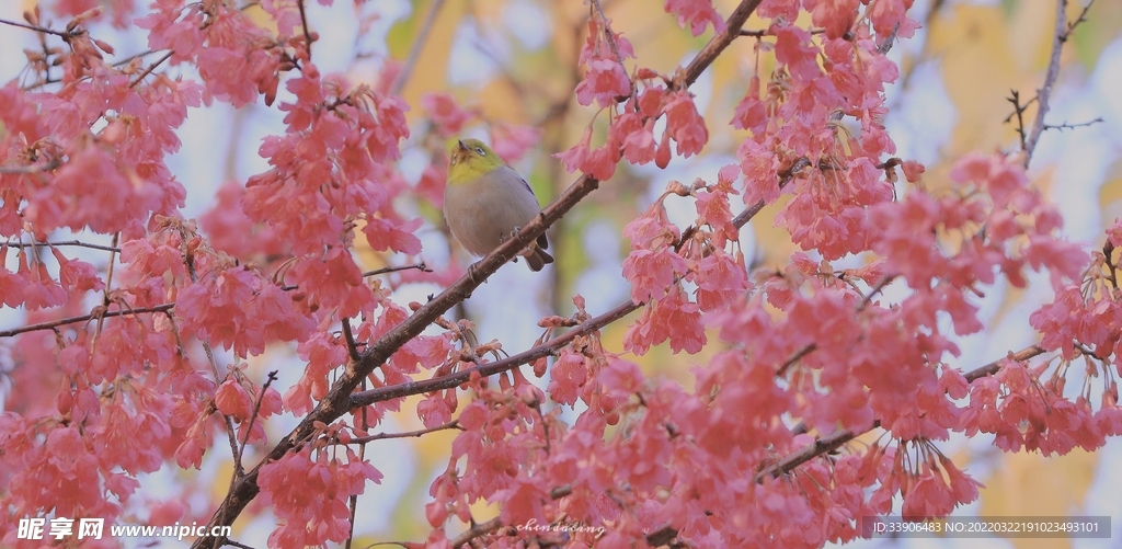 樱花