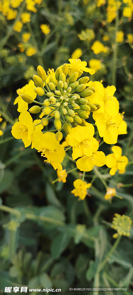 油菜花