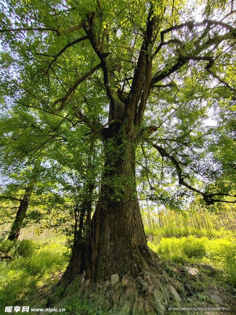 鲍峡银杏古树