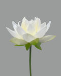 莲花