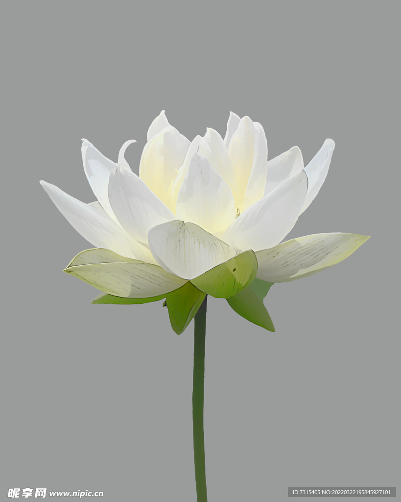 莲花