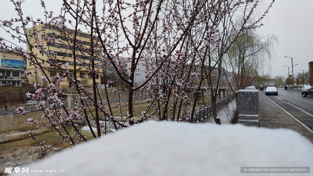 春雪和花