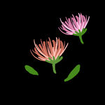 插画小元素点缀花