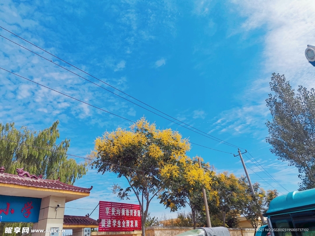 桂花