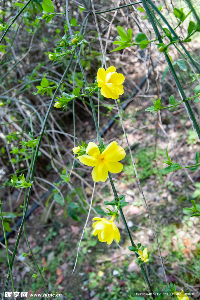 迎春花