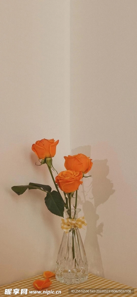 玫瑰 手机壁纸