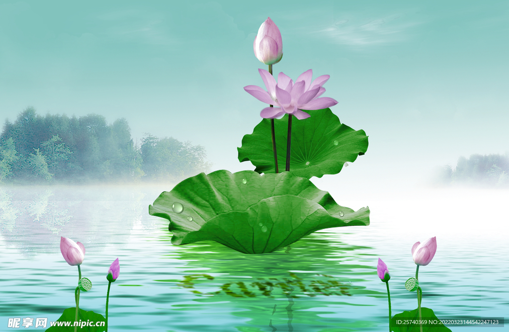 荷花