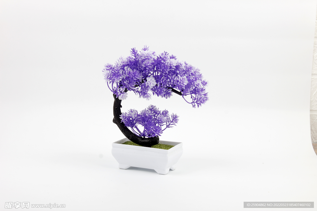 紫色盆景花
