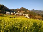 油菜小山村