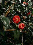 山茶花