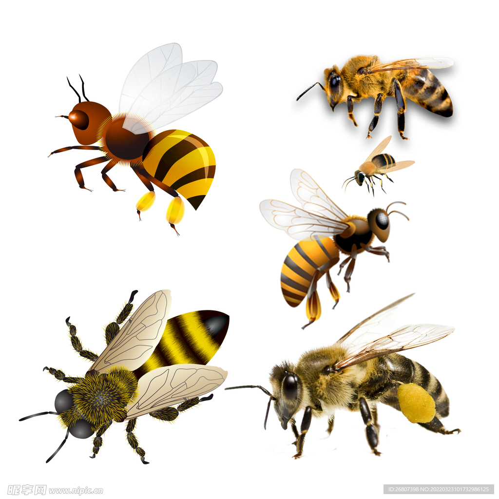 蜜蜂免扣