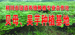 贝母种植基地 吴芋