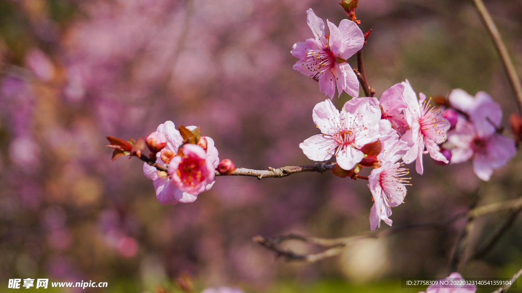 梅花