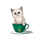 茶杯猫            