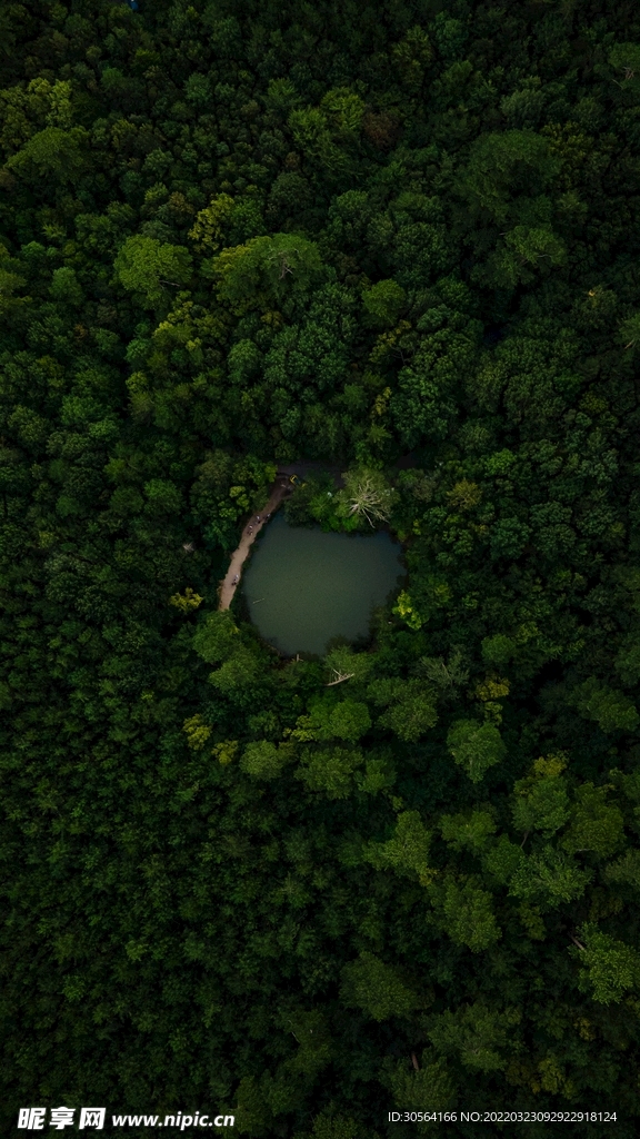 户外黑暗森林景观