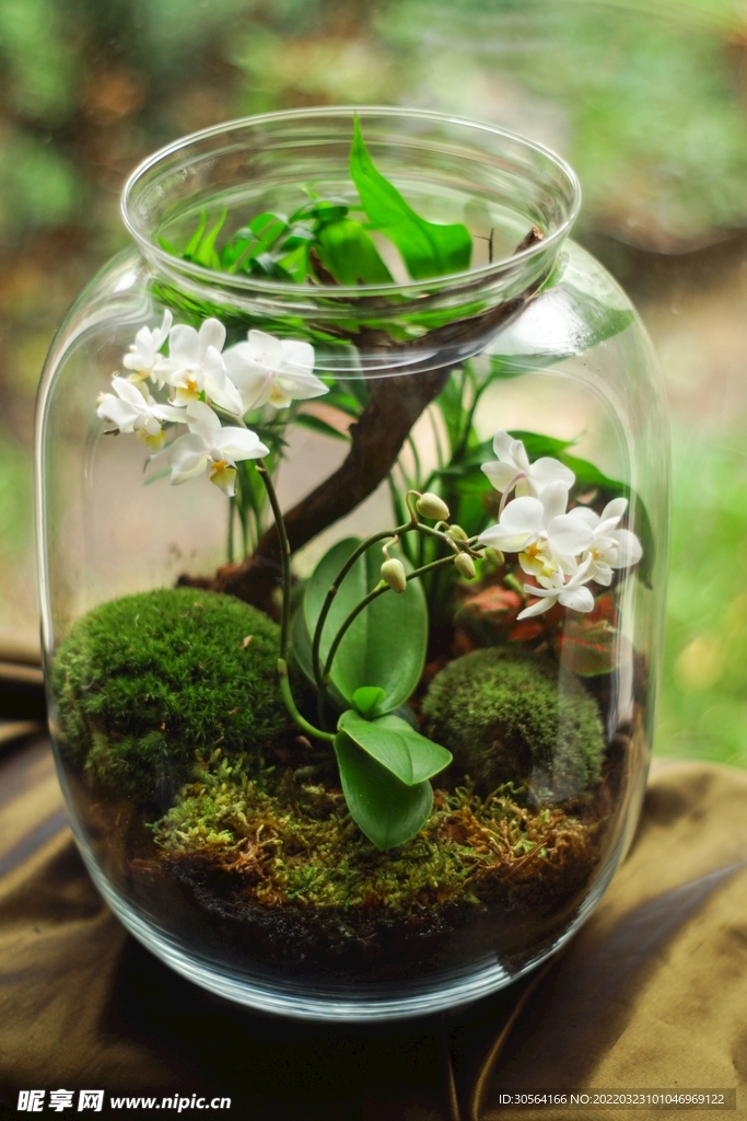 玻璃瓶内小花植物