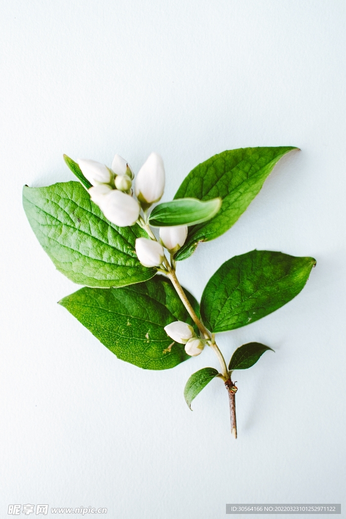 茉莉花蕾绿叶