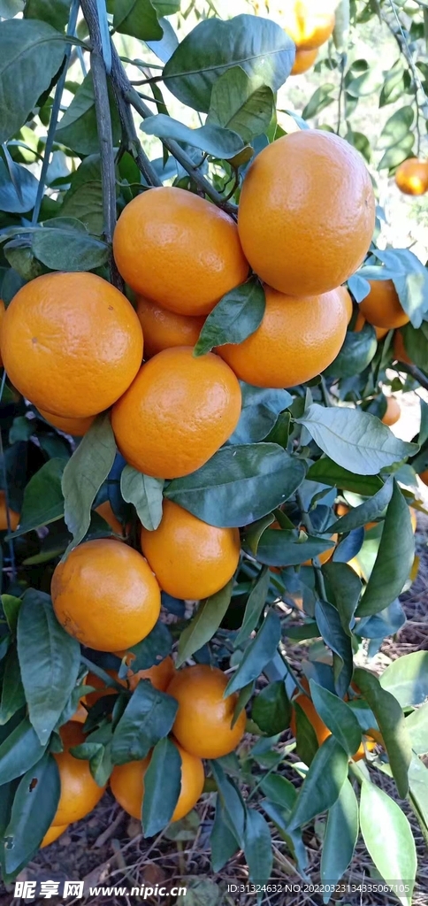 沃柑  绿色食品 