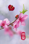 惊蛰插画图片