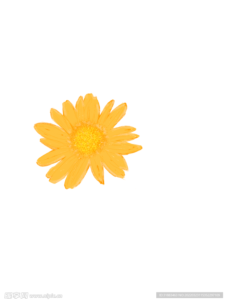 雏菊