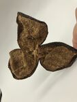 新会陈皮产品图