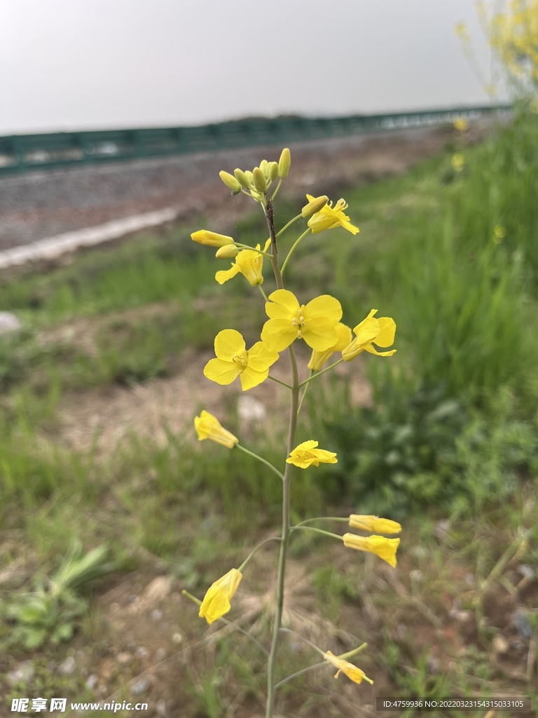 油菜花  