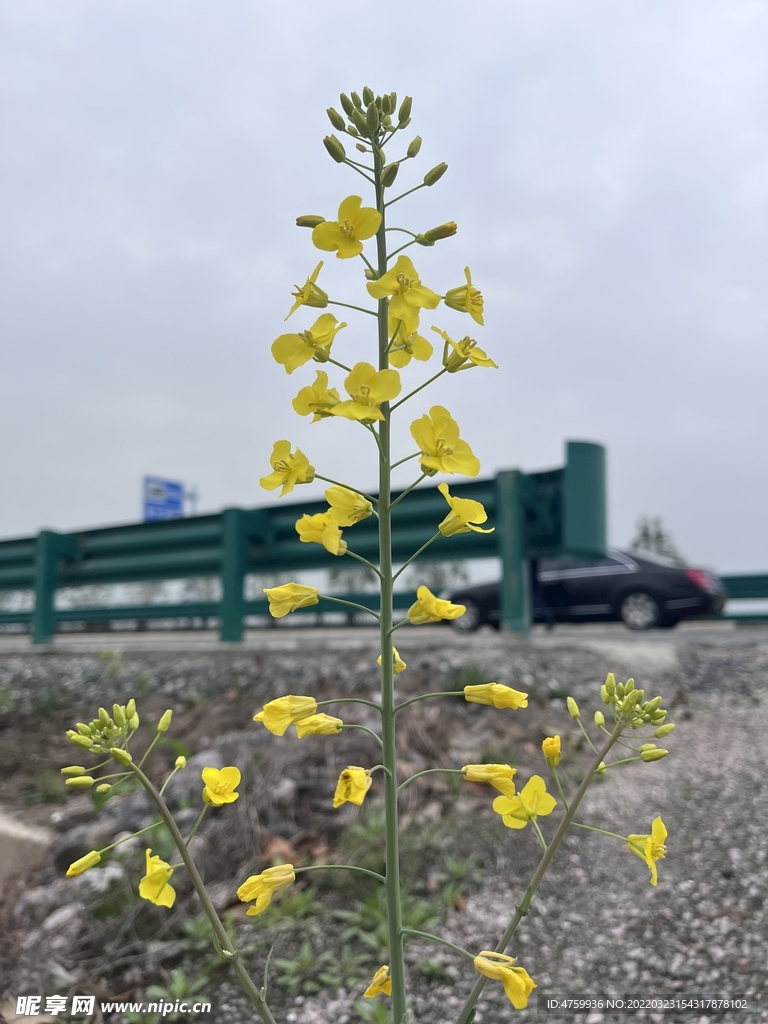 油菜花   黄色   月亮  