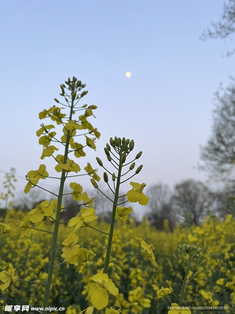 油菜花    月亮  