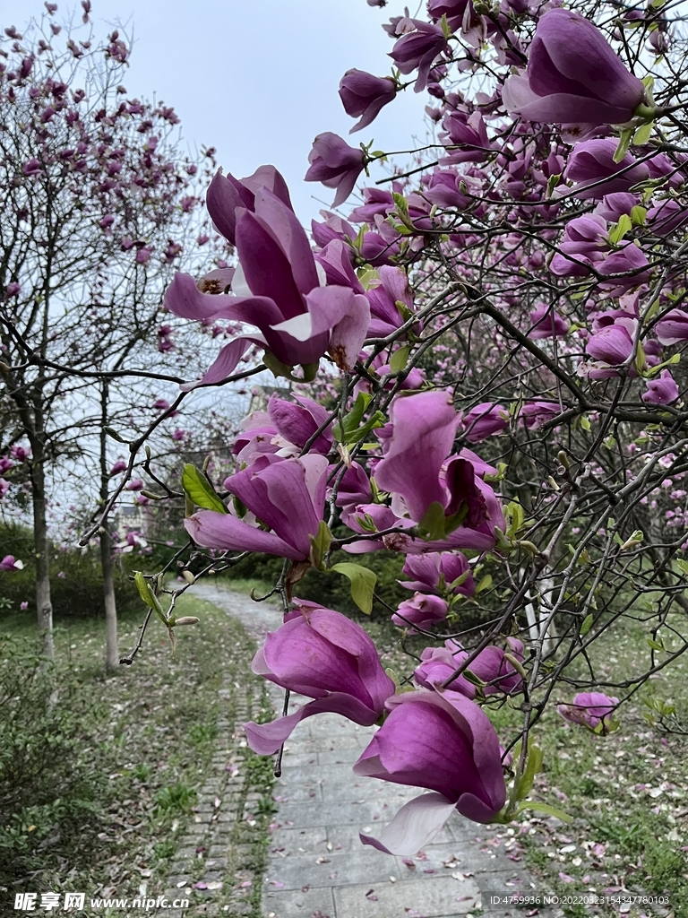 玉兰花   紫红  