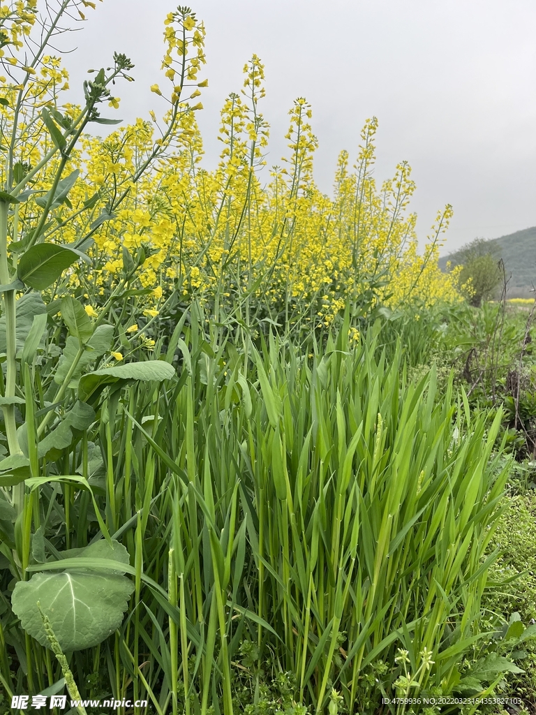 油菜花  