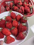 草莓   