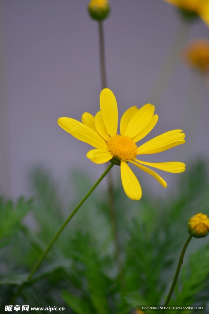 摄影小花朵黄色