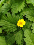 黄花绿叶春天树枝花香黄色绿色花