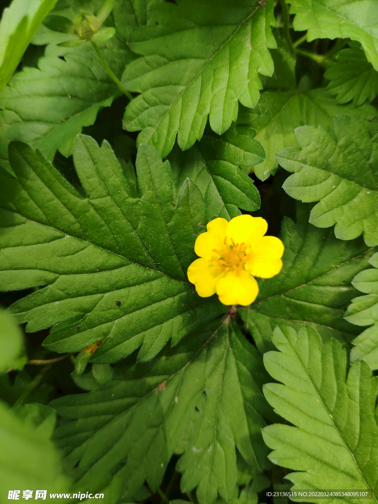 黄花绿叶春天树枝花香黄色绿色花