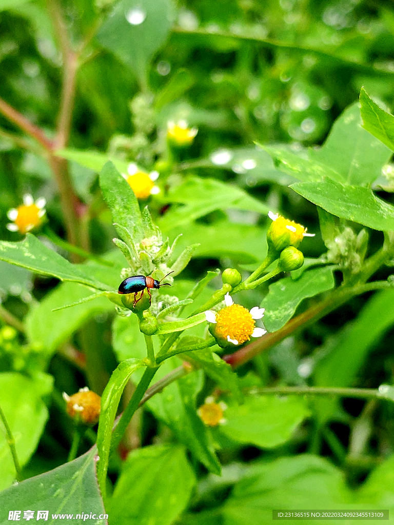 甲壳虫虫子树叶花草花蕊采蜜昆虫