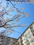 蓝天 梅花树 仰望天空 楼房