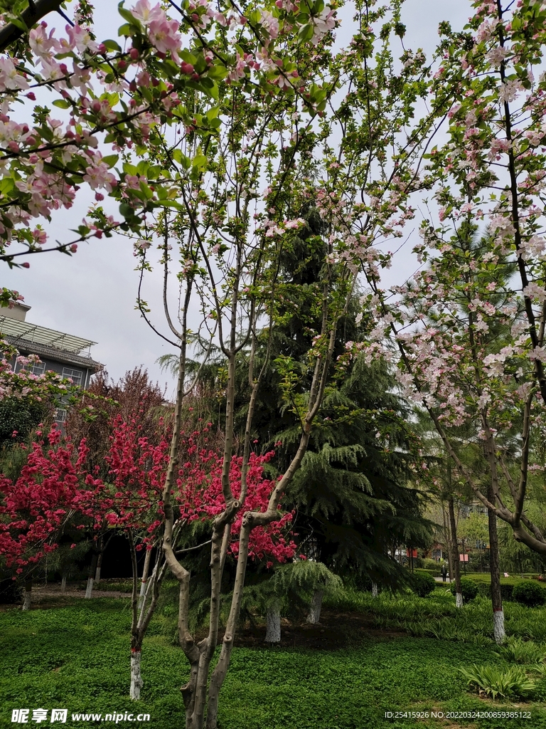 树