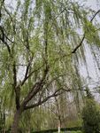 树